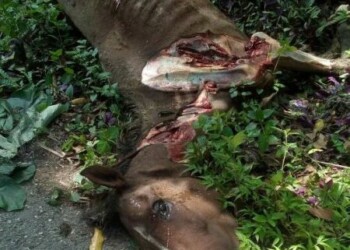 Caballo encontrado en la vìa de La Mariposa