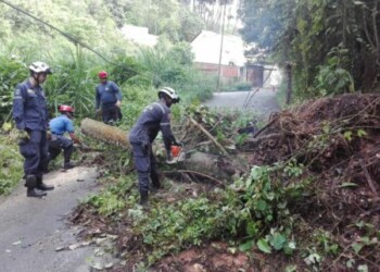 PC Los Salias taló dos árboles que cayeron producto de las lluvias