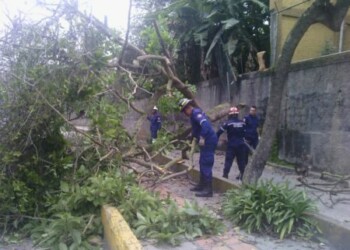 PC Los Salias retiró árbol que cayó sobre la Perimetral