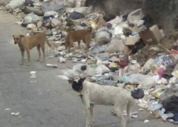 Paracoteños “ahogados” en basura exigen a la alcaldesa activar el servicio
