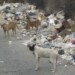 Paracoteños “ahogados” en basura exigen a la alcaldesa activar el servicio