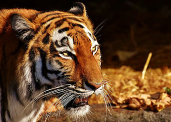 Un tigre ataca a una cuidadora de un zoológico de EE.UU.