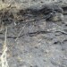 100 mil dólares en pérdidas reportan jarilleros tras voraz incendio en el Macarao