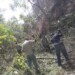 Cuadrillas de mantenimiento realizaron remoción de vegetación en líneas eléctricas