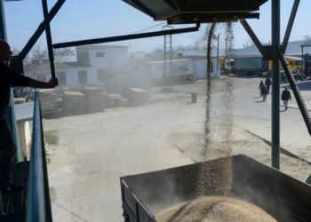 A truck is loaded with wheat at Bogatoye village in Izmail on March 24, 2022. - The fate of the war in Ukraine is currently being played out in the east of the country, but the food security of tens of millions of people around the world depends on the sowing which is beginning in the west and south, relatively sheltered from the fights. (Photo by BULENT KILIC / AFP)