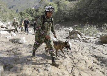 -FOTODELDÍA- AME4024. QUETAME (COLOMBIA), 18/07/2023.- Un integrante del Ejército de Colombia busca sobrevivientes con un perro de rescate hoy, en el sitio de una avalancha en Quetame (Colombia). Con un mar de lodo hasta las rodillas y entre muebles y vehículos arrastrados por el barro, familiares de las víctimas de la avalancha que arrasó el caserío de Naranjal, en el pueblo de Quetame, en el centro de Colombia, buscan desesperadamente a los desaparecidos con la esperanza de encontrarlos vivos. EFE/ Carlos Ortega